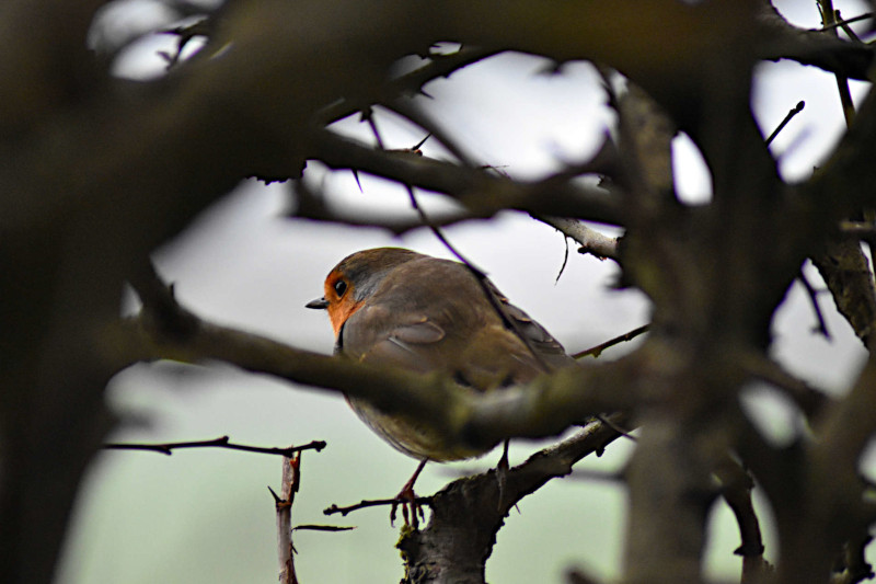 Winter Robin