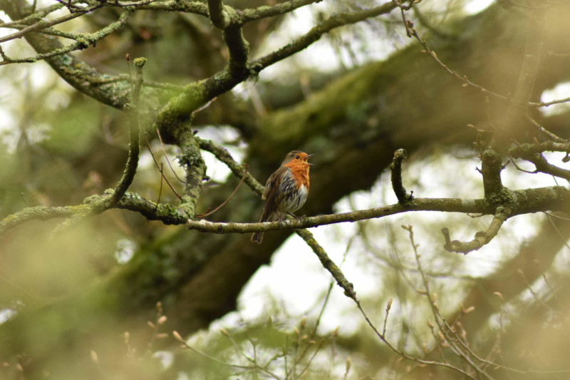 Winter Robin II