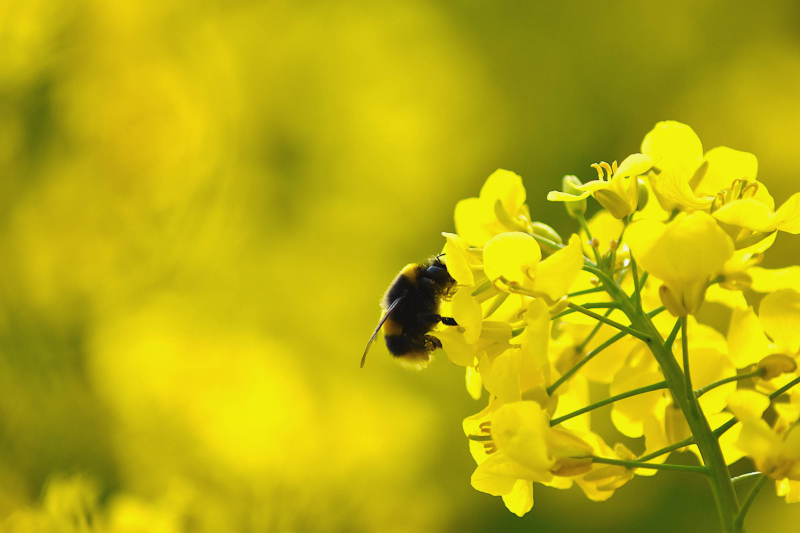 Bee