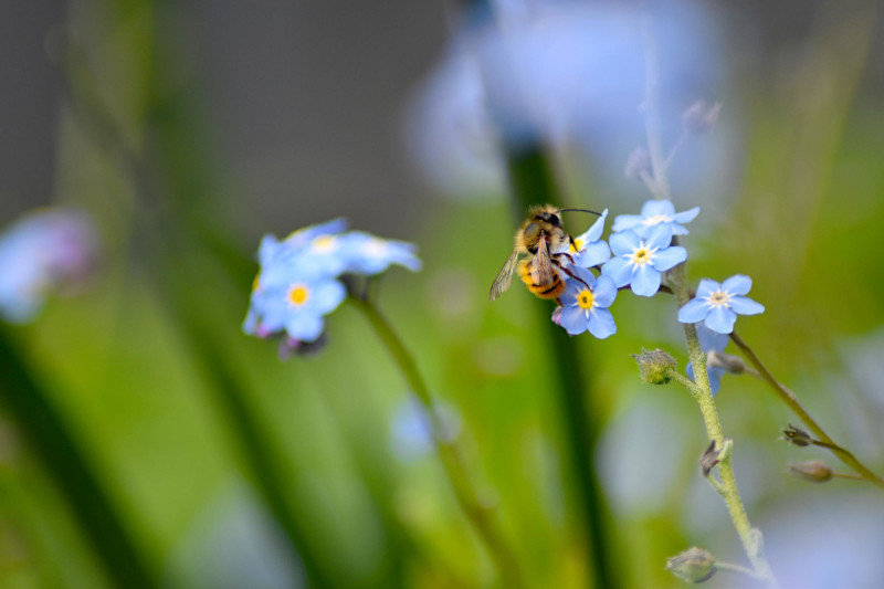 Bee II